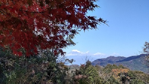 修善寺自然公園もみじ林 富士見台
