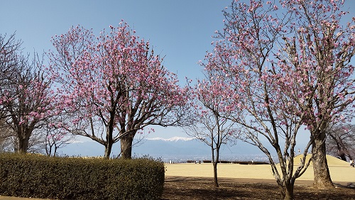 咲いている桜がありました